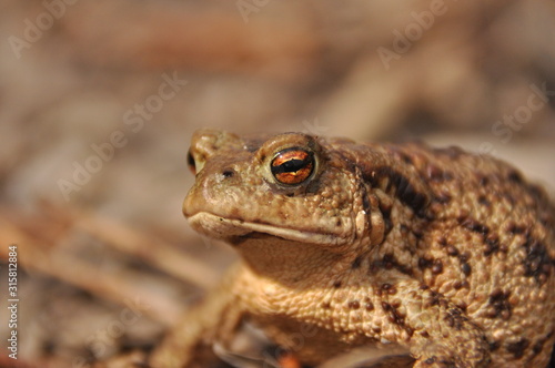 Toad. Amphibian during the spring awakening and mating