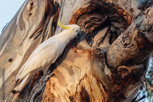 Sulphur-crested Cockatoo at a tree hollow