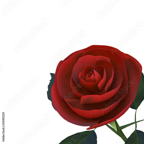 薔薇　正方形