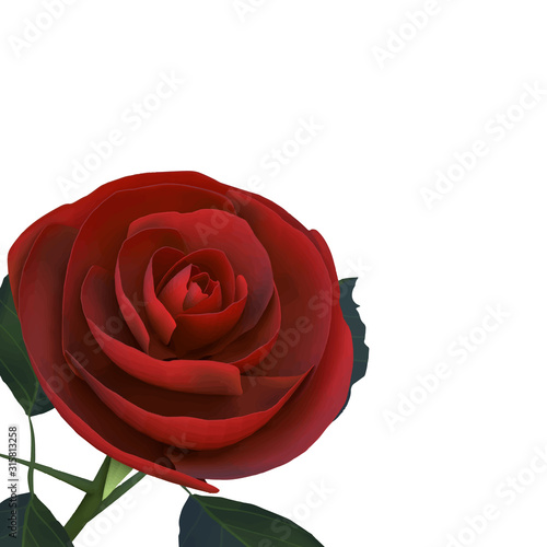 薔薇　正方形