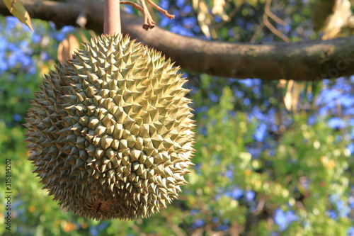 Close up King fruit, fresh delicious durian on tree in Thailand