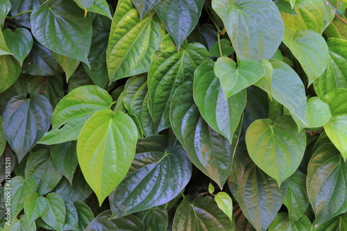 Green herb betel leaves background in Thailand