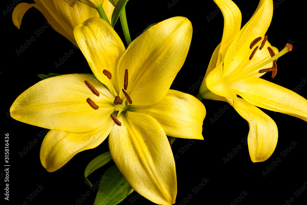 Obraz premium Group of Yellow Lily Flowers on Black Background