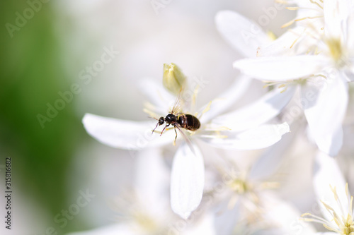 Ant . A large ant (insect) with wings sits on white clematis flowers in the garden.