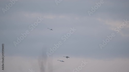 Migrating Tundra Swans over-wintering at Lake Mattamuskeet in Swan Quarter, North Carolina photo