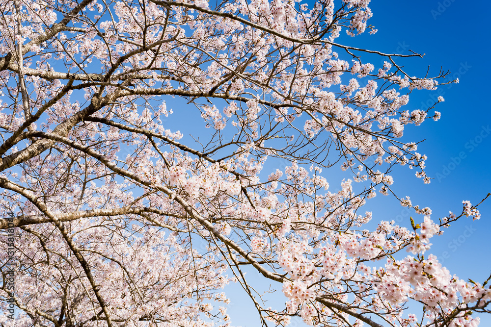 長沼フートピア公園満開の桜並木