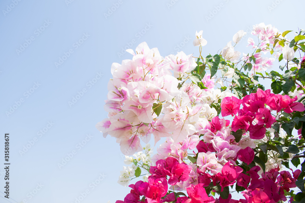 bougainvillea with blue sky background