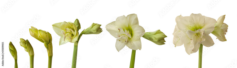 Bud of Amaryllis (Hippeastrum) Double Galaxy Group on a white background isolated. Bud of Amaryllis (Hippeastrum) Double Galaxy Group on a white background isolated.