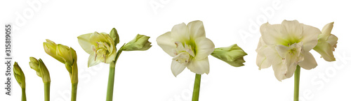 Bud of Amaryllis  Hippeastrum  Double  Galaxy Group  on a white background isolated.