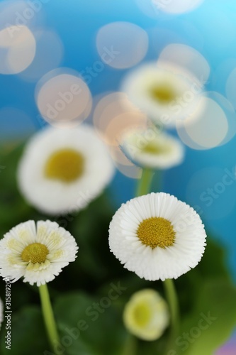 Spring flowers. White daisy flower on a  blurry background with bokeh.  Spring floral gentle background.Bouquet of white flowers on a blue background.Mother s Day  International Women s Day card