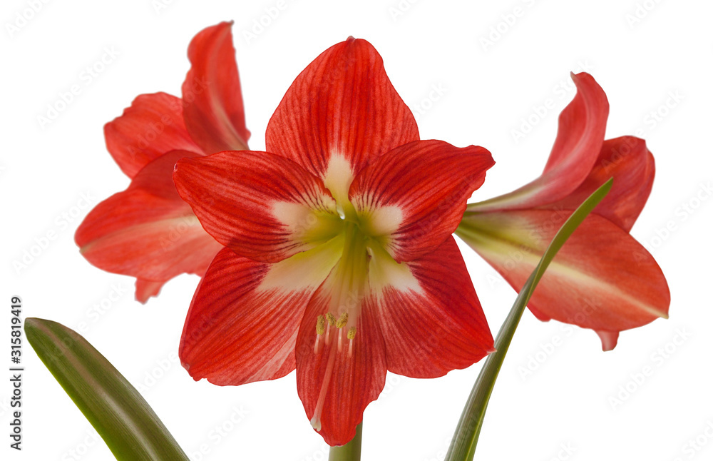 Hippeastrum sonatini 'Eye Catcher' on a white background isolated. Hippeastrum sonatini 'Eye Catcher' on a white background isolated.