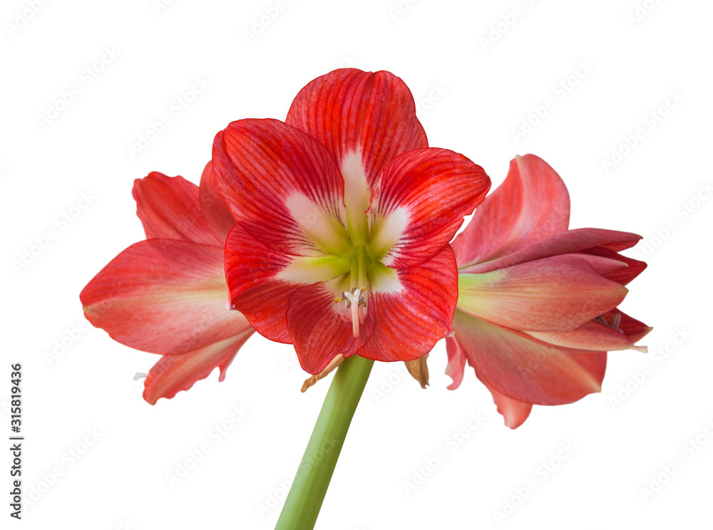 Fototapeta premium Hippeastrum sonatini 'Eye Catcher' on a white background isolated.