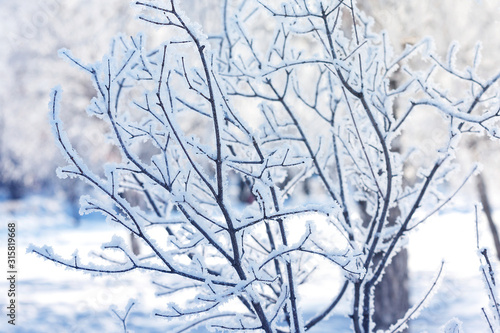 Winter landscape of the city Park on a frosty day. © broniktav