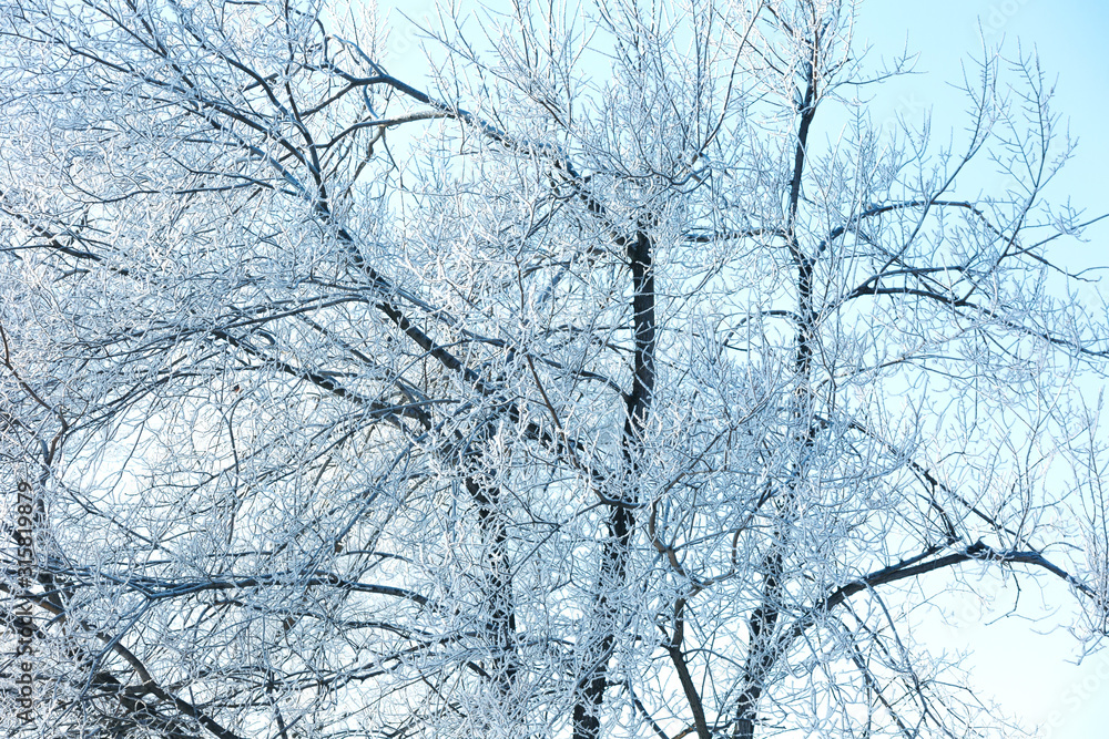 Obraz premium Winter landscape of the city Park on a frosty day.