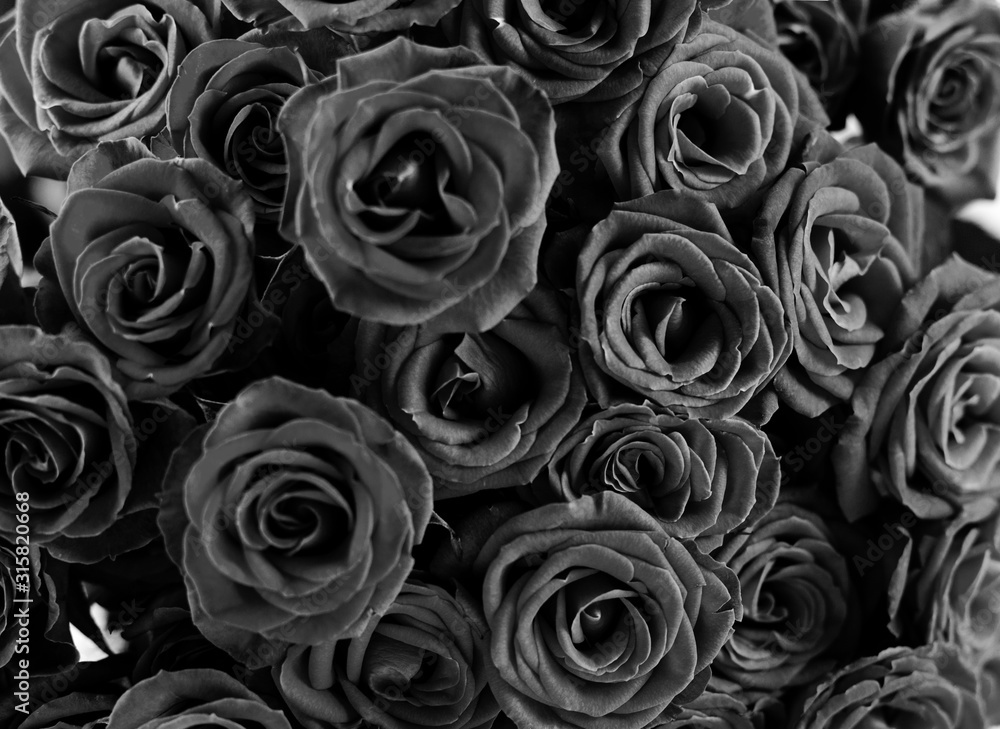 Fototapeta premium Kolor czarny bliska widok naturalnych róż. Koncepcja Walentynki z modnymi minimalistycznymi kwiatami róż w kolorze czarnym. Modny 2020.