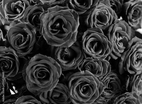  Black color close up view of natural roses. Valentin's Day concept with trendy Minimalist Black color roses flowers.Trendy 2020. 