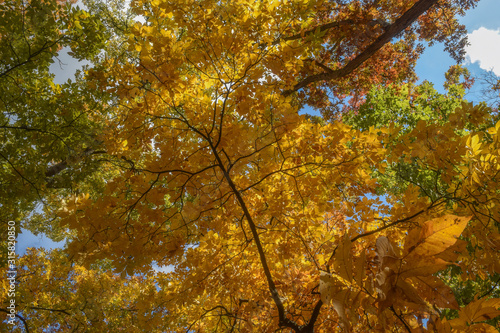 Tree with golden leaves in autumn. Autumn tree tops on sky background. Autumn tree tops in autumn forest scene. Colorful Autumn Tree.