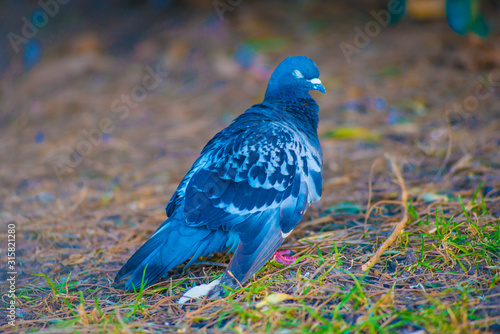 Pigeon in the Tourists destination Barcelona, Spain. Barcelona is known as an Artistic city located in the east coast of Spain.. photo