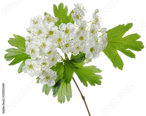 Isolated hawthorn flower. Flowering whitethorn branch with spring flowers and green leaves on white background. Medicinal plant