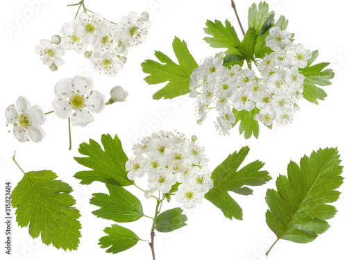 Fotografie, Obraz Hawthorn spring flowers bunch and green leaf isolated on white background