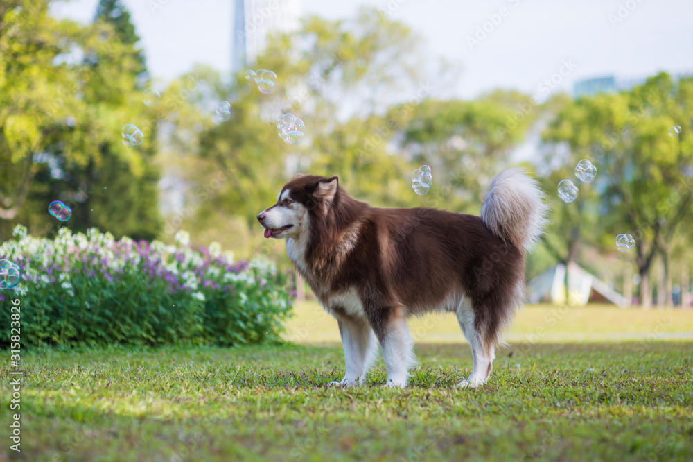Obraz premium Alaskan dog on the grass in the park