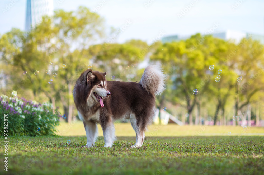 Alaskan dog on the grass in the park