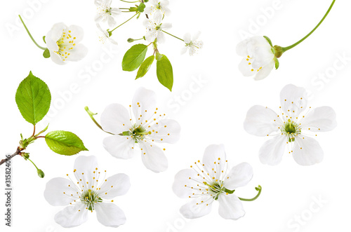 Leinwand Poster Cherry flower isolated on white background