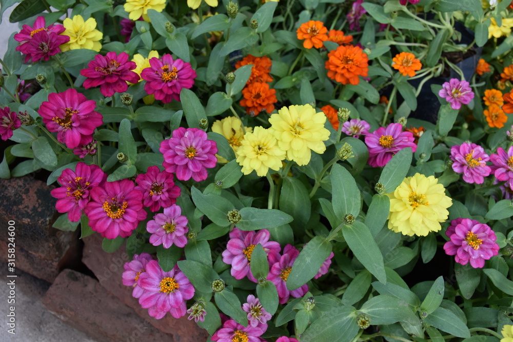 Various colourful tiny flowers on small plots