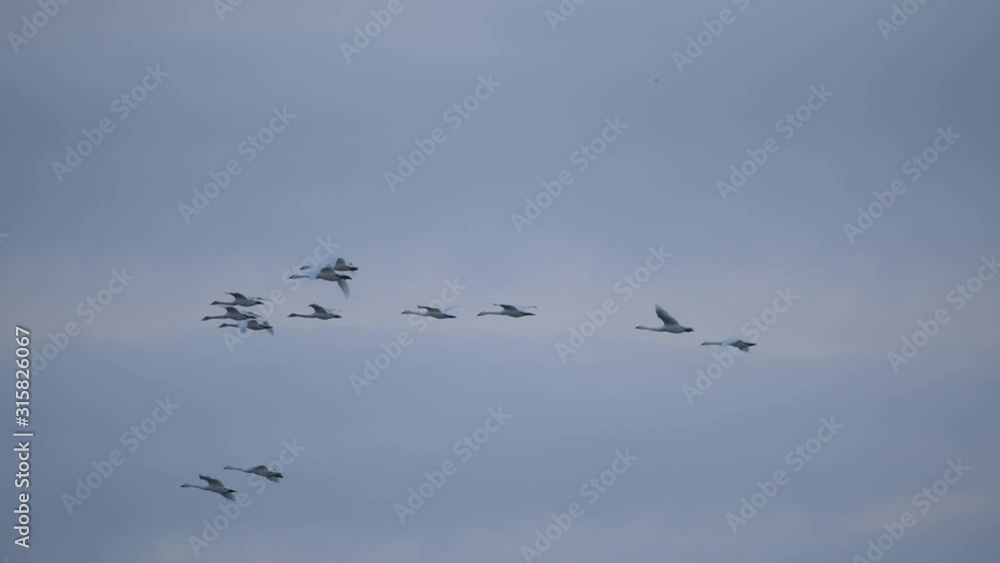 Migrating Tundra Swans over-wintering at Lake Mattamuskeet in Swan Quarter, North Carolina Migrating Tundra Swans over-wintering at Lake Mattamuskeet in Swan Quarter, North Carolina