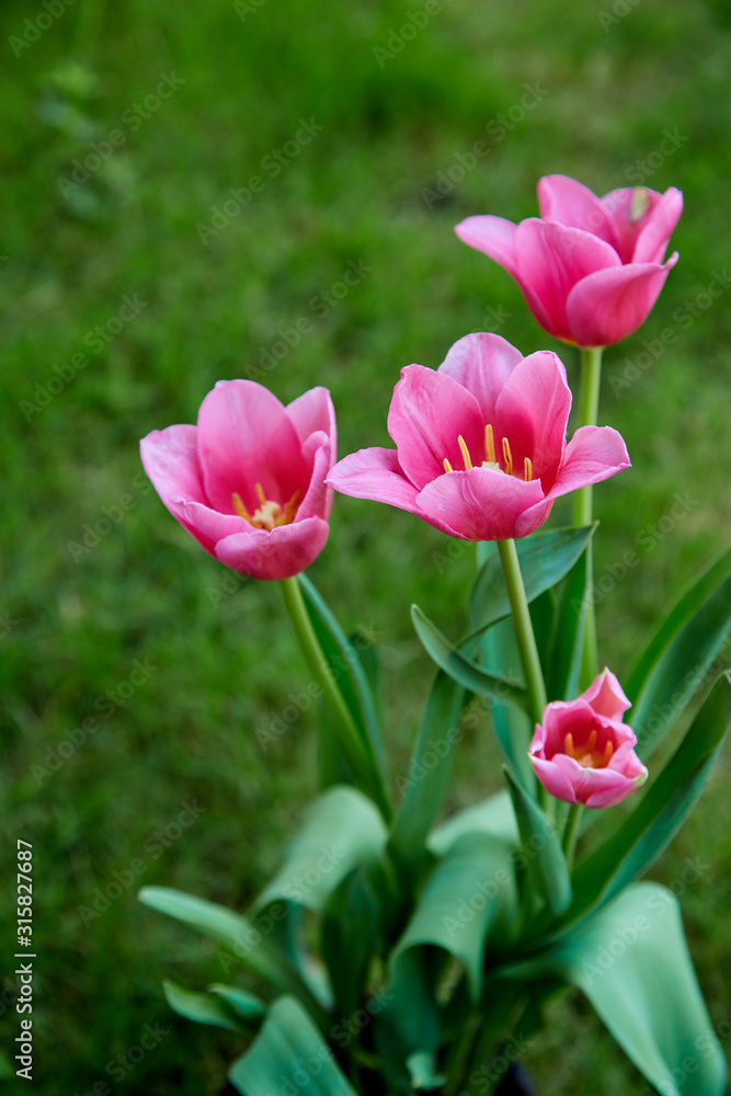 Obraz premium Pink tulips in garden background