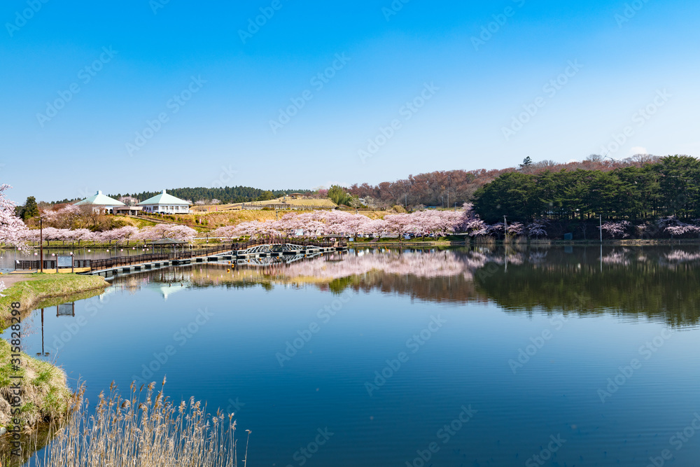 宮城平筒沼ふれあい公園の浮橋と満開の桜並木