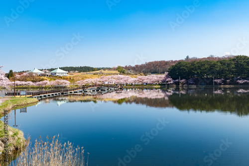宮城平筒沼ふれあい公園の浮橋と満開の桜並木 © masahiro