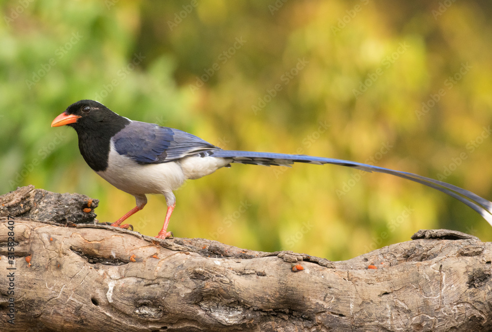 Fototapeta premium Yellow billed blue magpie perched on a branch