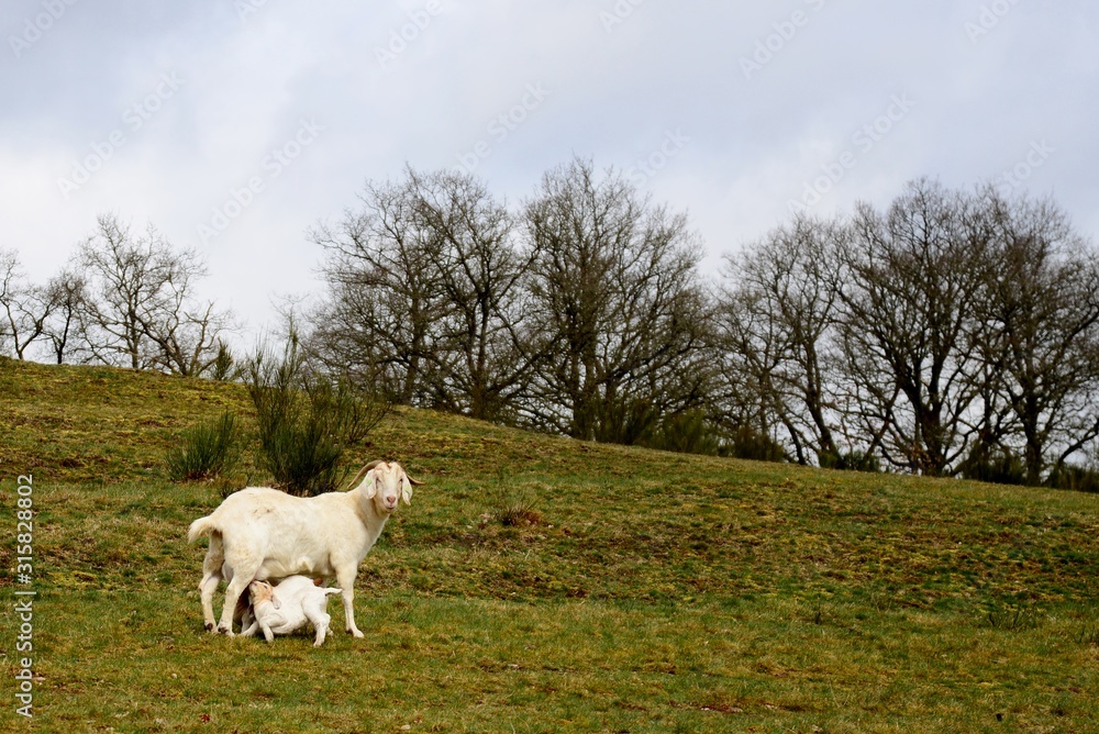 Obraz premium goat in meadow feeding babies