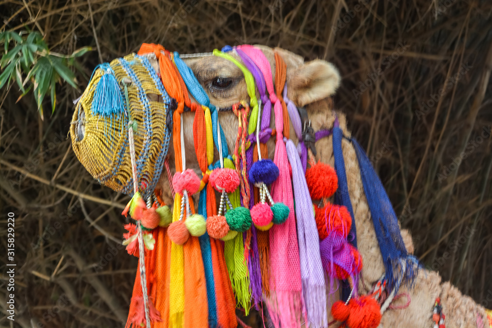 Camel in the festival Camel in the festival