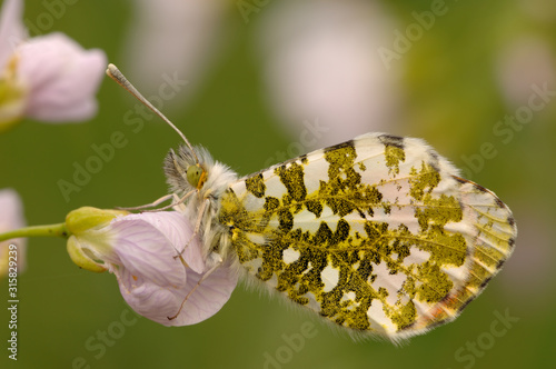 Aurorafalter Anthocaris cardamines photo