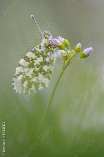 Aurorafalter Anthocaris cardamines photo