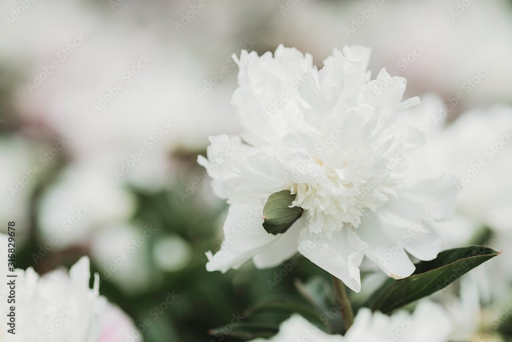 Huge peony. Close-up of flowers white peonies. Peonies close-up. Beautiful peony flower for catalog or online store. Floral shop concept. Shallow depth of field. White peony flower field. Huge peony. Close-up of flowers white peonies. Peonies close-up. Beautiful peony flower for catalog or online store. Floral shop concept. Shallow depth of field. White peony flower field.