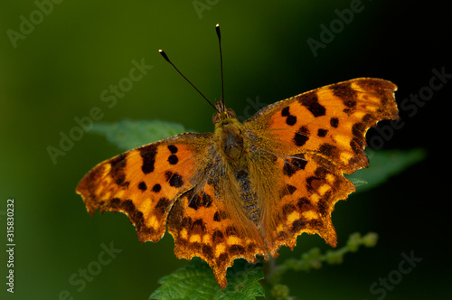 C-Falter Polygonia c album photo