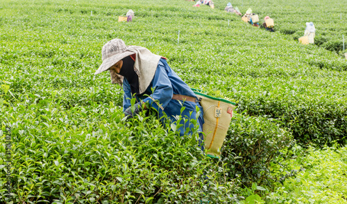 People were picking tea leaves at a tea plantation.People were picking tea leaves at a tea plantation.