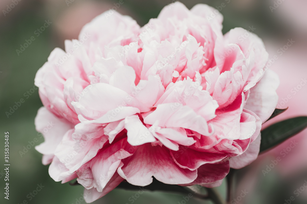 Huge peony. Close-up of flowers pink peonies. Peonies close-up. Beautiful peony flower for catalog or online store. Floral shop concept. Shallow depth of field. Pink peony flower field. Huge peony. Close-up of flowers pink peonies. Peonies close-up. Beautiful peony flower for catalog or online store. Floral shop concept. Shallow depth of field. Pink peony flower field.