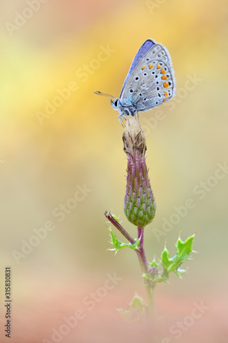 Gemeiner-Blauling Polyommatus icarus photo