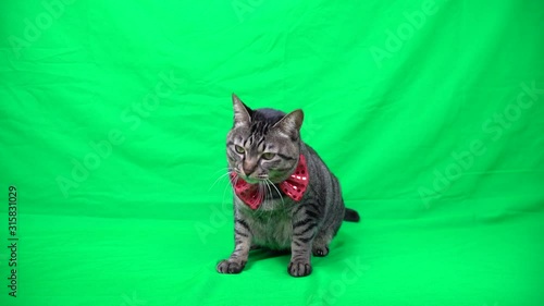 蝶ネクタイをした猫（グリーンバック）