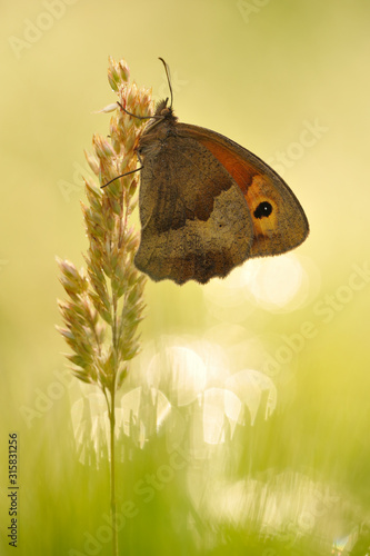 Wallpaper Mural Großes Ochsenauge Maniola jurtina Torontodigital.ca