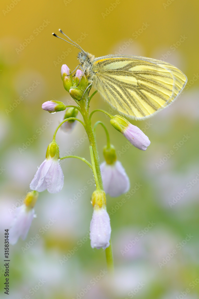 Naklejka premium Großes Ochsenauge Maniola jurtina