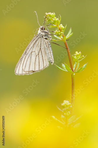 Hartheu Spanner Siona lineata photo