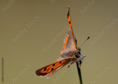 Kleine -Feuerfalter Lycaena phlaeas photo