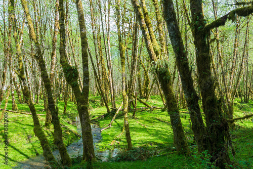 Moss Covered Trees by the Quinault River in the Olympic National Forest, Washington, USA © davidrh