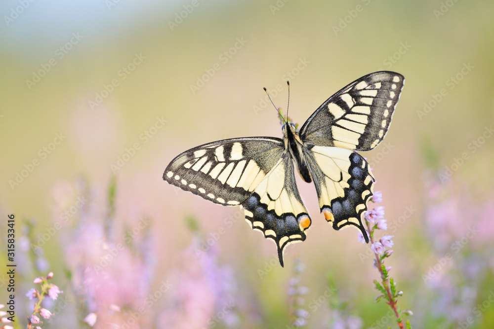 Schwalbenschwanz Papilio machaon Schwalbenschwanz Papilio machaon