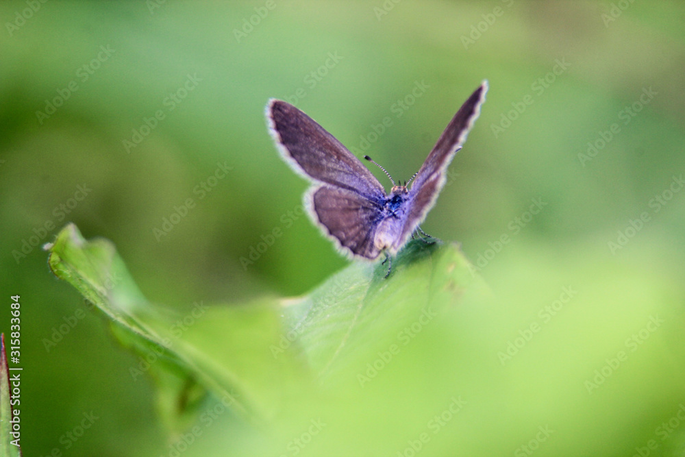 beautiful purple butterflies spread their wings preparing to fly beautiful purple butterflies spread their wings preparing to fly